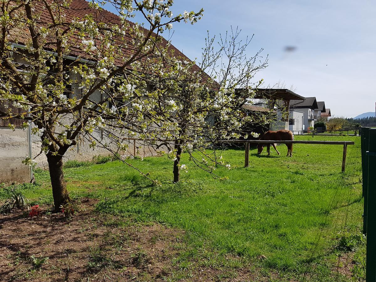 Apartment Manca Ljubljana Dış mekan fotoğraf